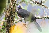 Sickle-winged Guan